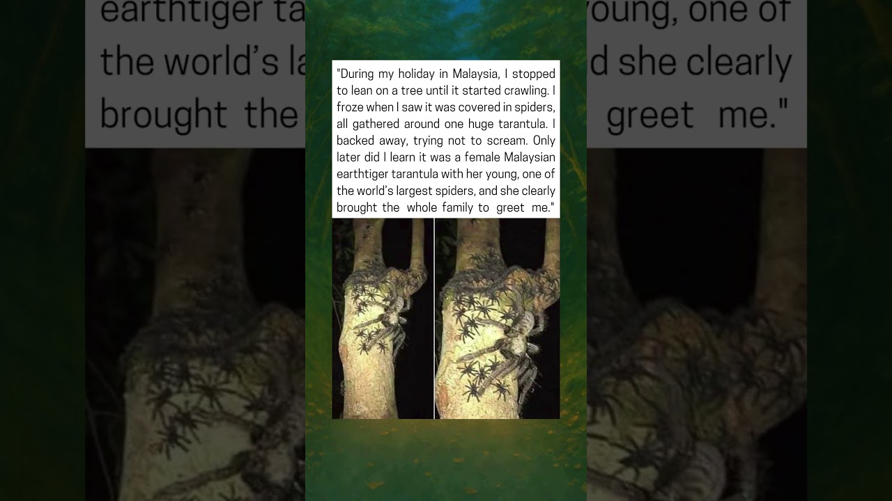 Giant Tarantula And Her Young