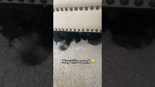 Play This Sound Haha