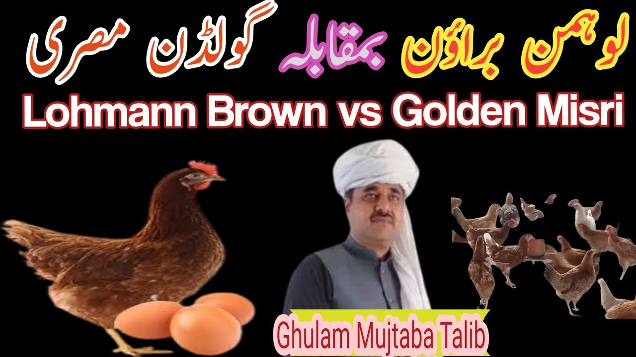 Lohman Brown vs Golden Misri | لوہمن براؤن اور گولڈن مصری میں بڑا فرق | Ghulam Mujtaba Talib