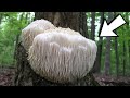 Most weird types of fungus