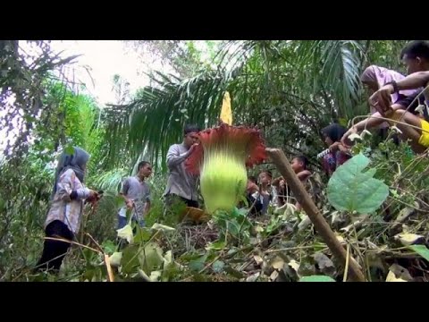 Video: Rafflesia Arnoldi e Amorphophallus Titanium - i fiori più grandi del mondo