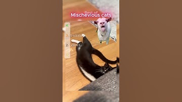 funniest cats ever #cat #shorts  #petbehavior #catbehavior