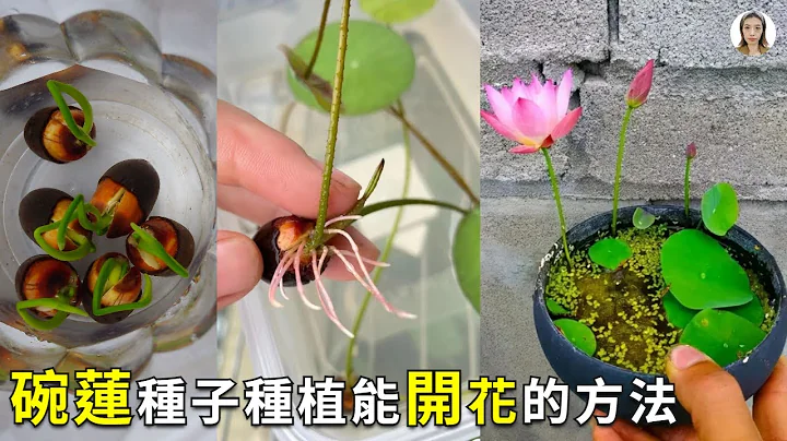 碗莲种子种植这样种，种错了，只长叶不开花|花花世界 - 天天要闻