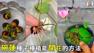 碗蓮種子種植這樣種，種錯了，只長葉不開花|花花世界 