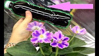 видео: ВСЕ БОЛЕЗНИ ФИАЛКИ УЙДУТ ОТ ЭТОГО РАСТВОРА! ОТ НЕДУГОВ КОРНЕВОЙ СИСТЕМЫ И  ХОРОШЕГО РОСТА ФИТОСПОРИН картинка: ВСЕ БОЛЕЗНИ ФИАЛКИ УЙДУТ ОТ ЭТОГО РАСТВОРА! ОТ НЕДУГОВ КОРНЕВОЙ СИСТЕМЫ И  ХОРОШЕГО РОСТА ФИТОСПОРИН