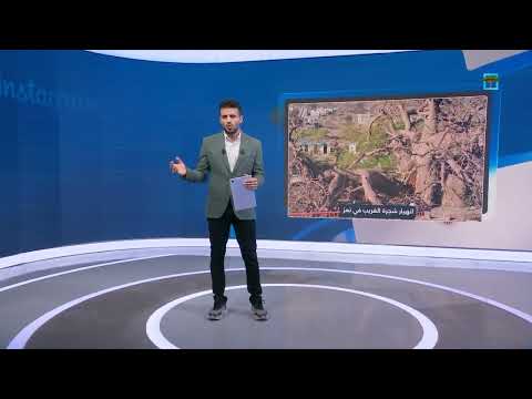 شجرة الغريب المعمرة تستسلم بعد ألفي عام من الصمود