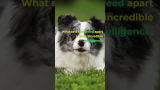 Dog Breeds Encyclopedia! border collie #shorts
