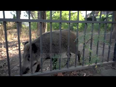 Video: Dhuna Njerëzore Mbi Kalë: Për Therjen E Kuajve Në SH.B.A. (dhe Opsioni I Sëmurë Miami)