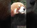 ☯ Red Panda says Happy New year!! ☯ #Newyear #Cuteness #Cuddles