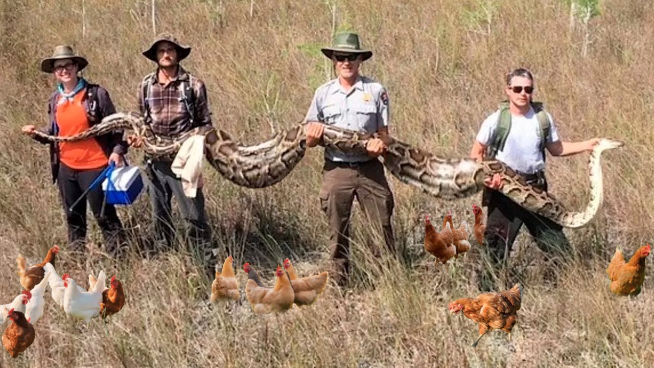 COBRA GIGANTE QUE COMEU 100 GALINHAS É FINALMENTE CAPTURADA EM FAZENDA