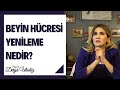 Beyin hcresi yenileme nroplastisite nedir