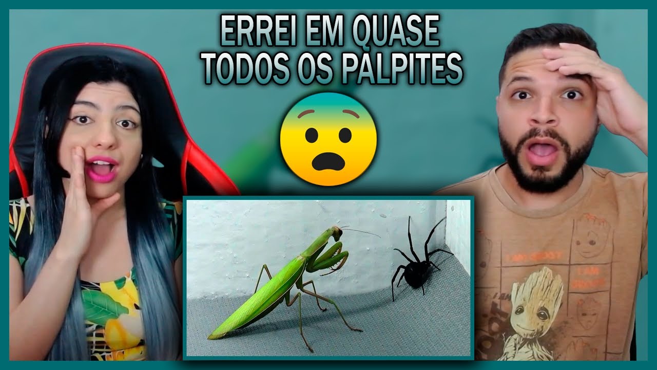 8 BRIGAS DE INSETOS FILMADAS POR CÂMERAS | Você Sabia? (REACT)