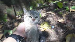 lepas adopsi kitten british shorthair warna langka by bubulusi 900 views 2 years ago 6 minutes, 30 seconds