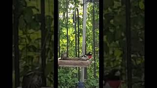 Rose Breasted Grosbeak and what type of bird?