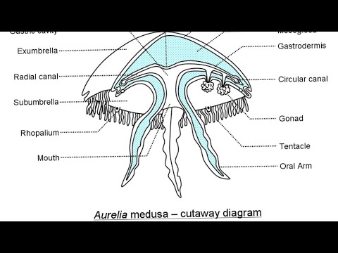 how to draw aurelia l jellyfish - YouTube
