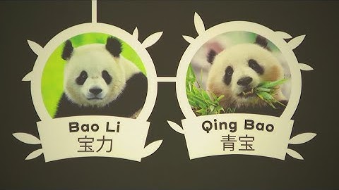 Giant pandas coming back to DC