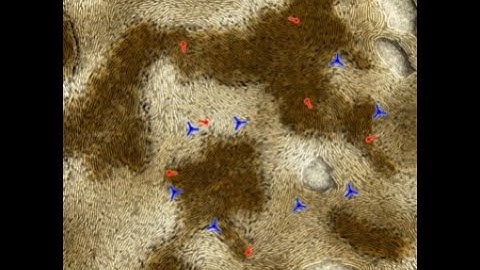 Ricard Alert - From topological defects to fruiting bodies in bacterial colonies