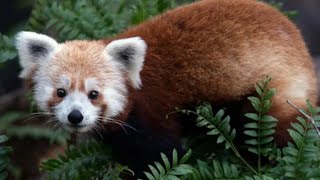 Rusty the Red Panda's Great Escape from the National Zoo | NBC4 Washington