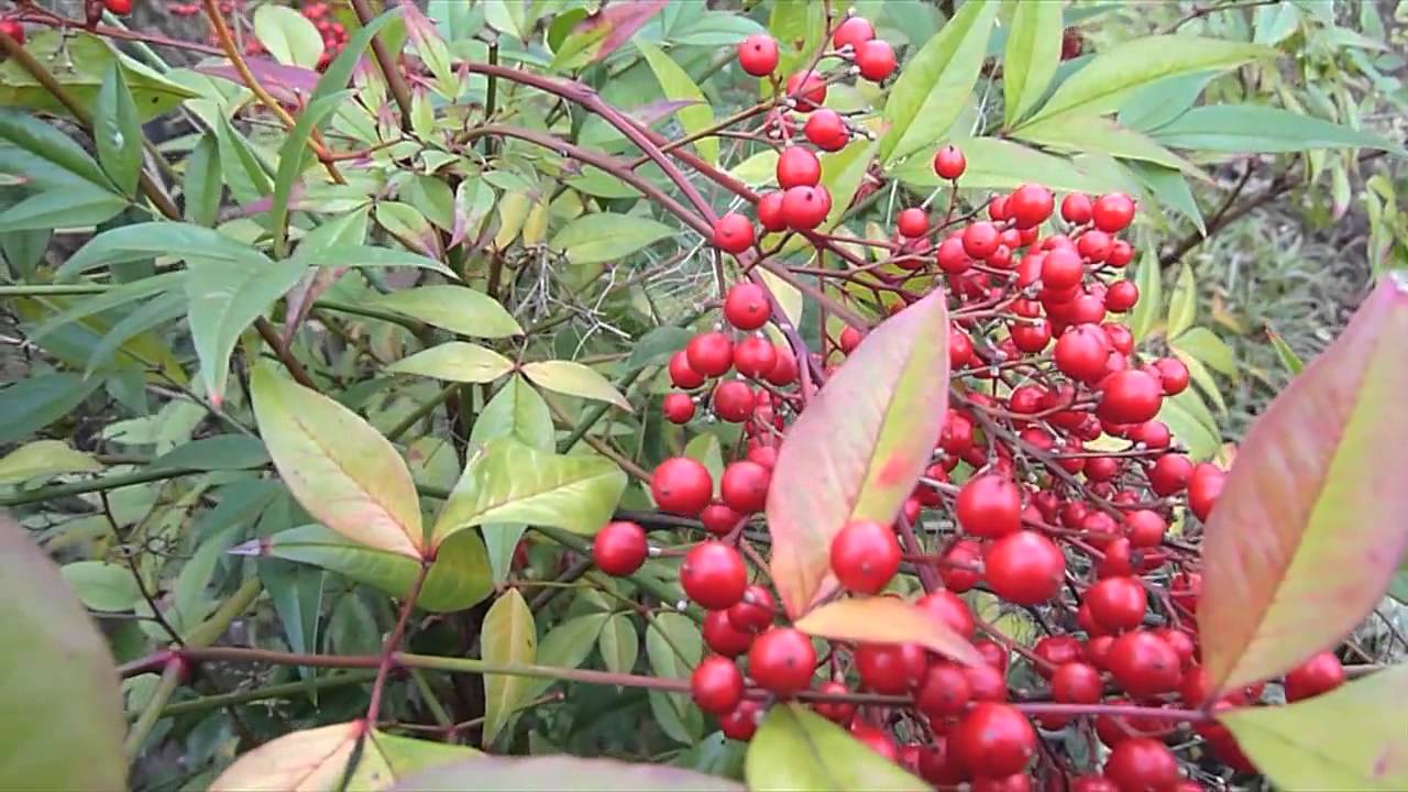 comment planter nandina domestica