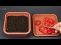 114 days growing in 3 minutes - Plant time lapse compilation #2
