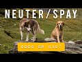 PROS & CONS OF NEUTERING YOUR PET | THE REAL TRUTH