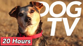 [No Ads] DOG TV - Countryside Exploration Video for Dogs - Drone and Virtual Dog Walk!