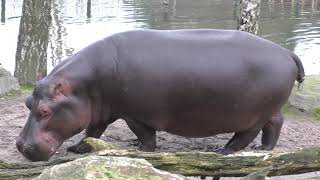 Hippopotamus in Safaripark Beekse Bergen