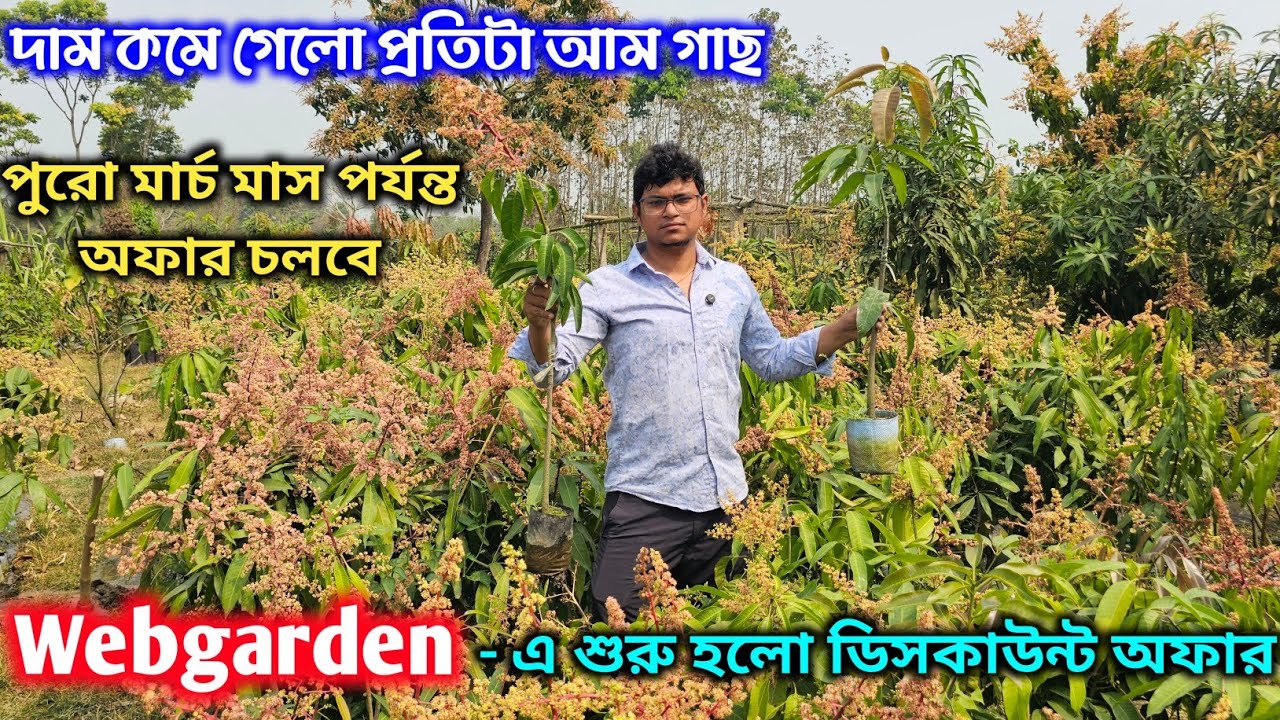 আম গাছের অফার শুরু, প্রতিটা গাছের দাম কমানো হলো ওয়েবগার্ডেন নার্সারীতে।