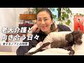 老犬介護のリアル