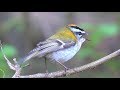 Sony RX10 IV. Common firecrest singing. Sommergoldhähnchen singt. Eifel bei Dohr, Germany