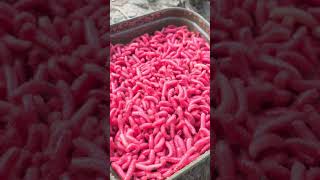 Maggots For Fishing