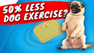Dog Exercise: 50% of Dogs That Don&#39;t Get Enough Exercise