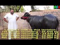 LADLA Litani strongest milk line murrah bull. Mother LADDO milk record 26.440 kg in CIRB Hisar