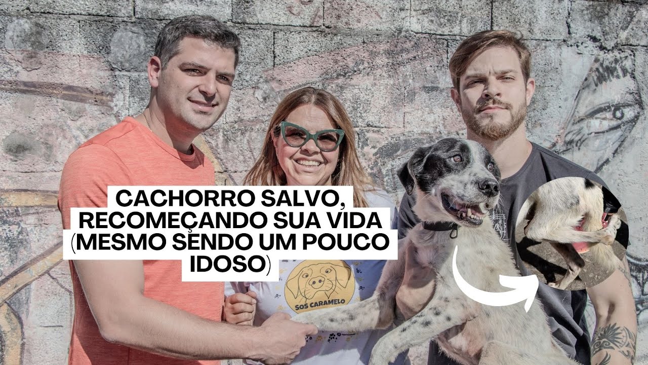 Cachorro salvo, recomeçando sua vida (mesmo sendo um pouco idoso)