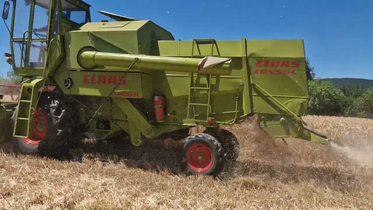 Claas Consul žetva pšenice 2025