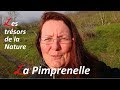 🍀 La Pimprenelle - Reconnaître &amp; utiliser cette Plante Sauvage Comestible