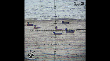 Air rifle Duck hunting with corrected shot technique