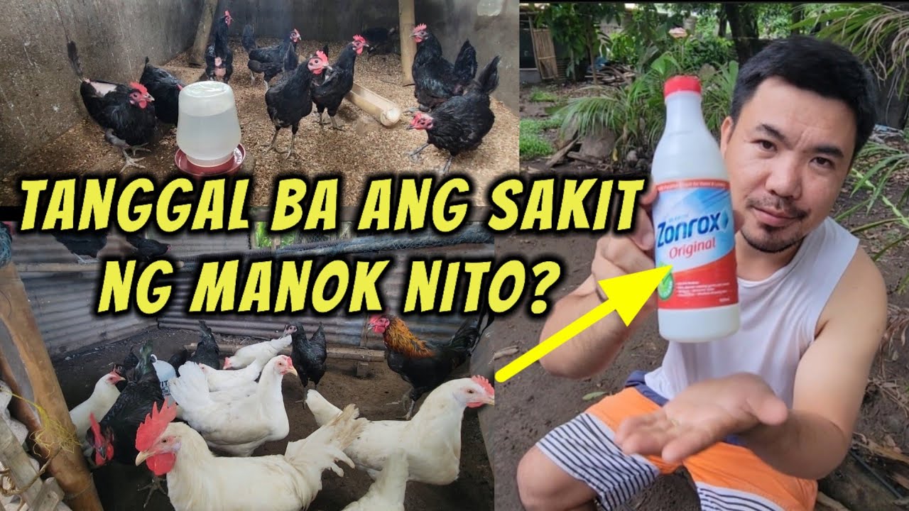 Gagaling kaya ang manok na may sakit sa Zonrox?