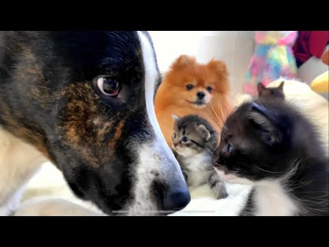 Странное кошачье семейство