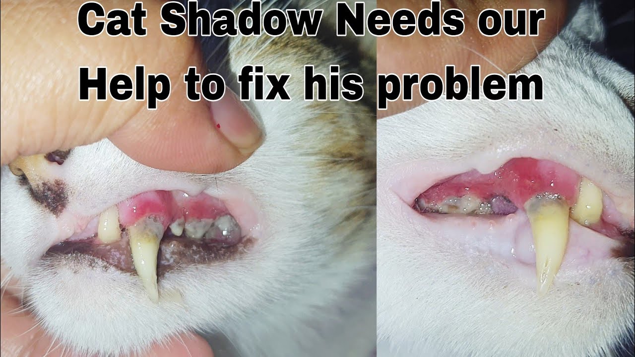 A cat needs our Help to fix his teeth | Rotten tooth of my cats Shadow ...