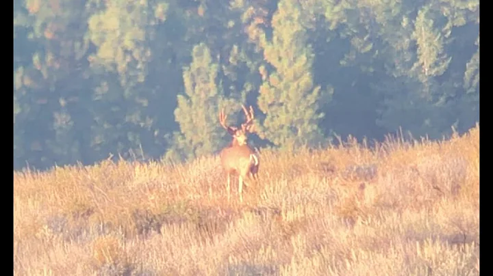 Washington Archery Deer Hunt I GOT BUSTED AT 80 YARDS