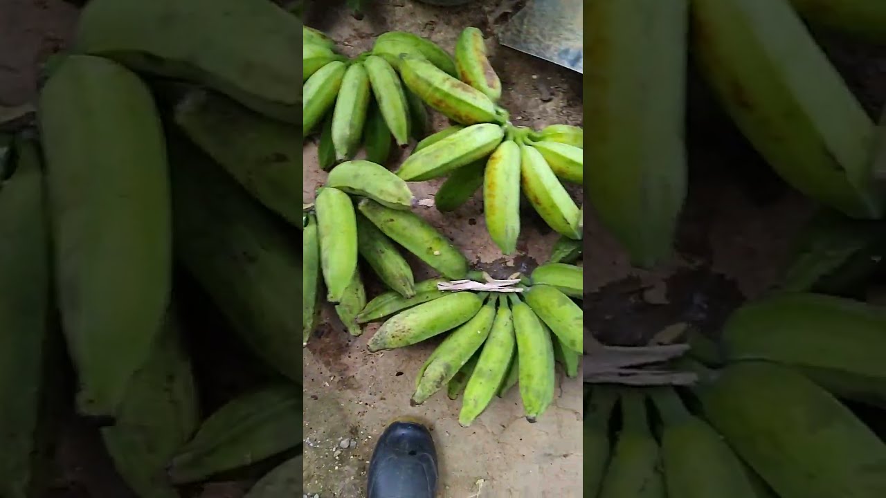  Hoje Gente Olha O Tanto De Banana Que Tirei