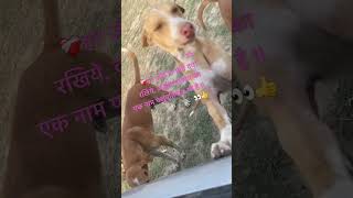 #satto #bestfeed #dog #feeding #streetdog #tendingreels_________like_follow_comment #viralreels 👍🥰