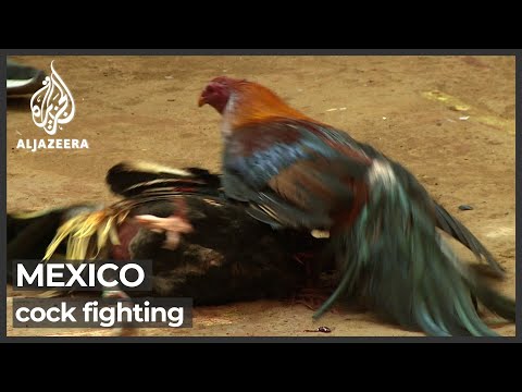 Video: Manok Na Mexico