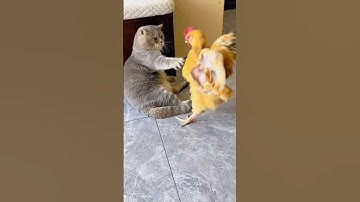 Cat Meets Chicken #pets #cat #viralvideo #cute #funny #animals #chicken