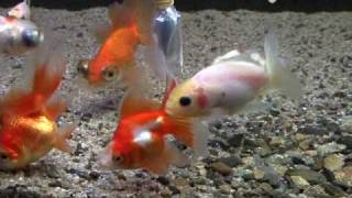 金魚の意外な音 A Sound When Goldfishs Eat Bait Youtube