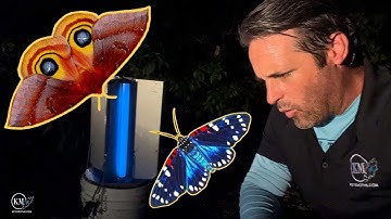 UV BLACK LIGHT TRAP PLACEMENT   MOTH COLLECTING WITH BUCKET TRAPS