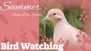 Relaxing Bird Watching Stream - Raccoons pm EST ????✨