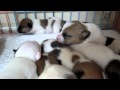 子犬全員集合・みんな集まれば暖かい