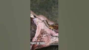 🔴 Trăn khổng lồ nuốt chửng người ở Indonesia #nghienkhampha